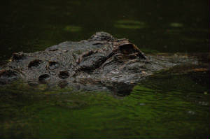 asheborozoo.jpg